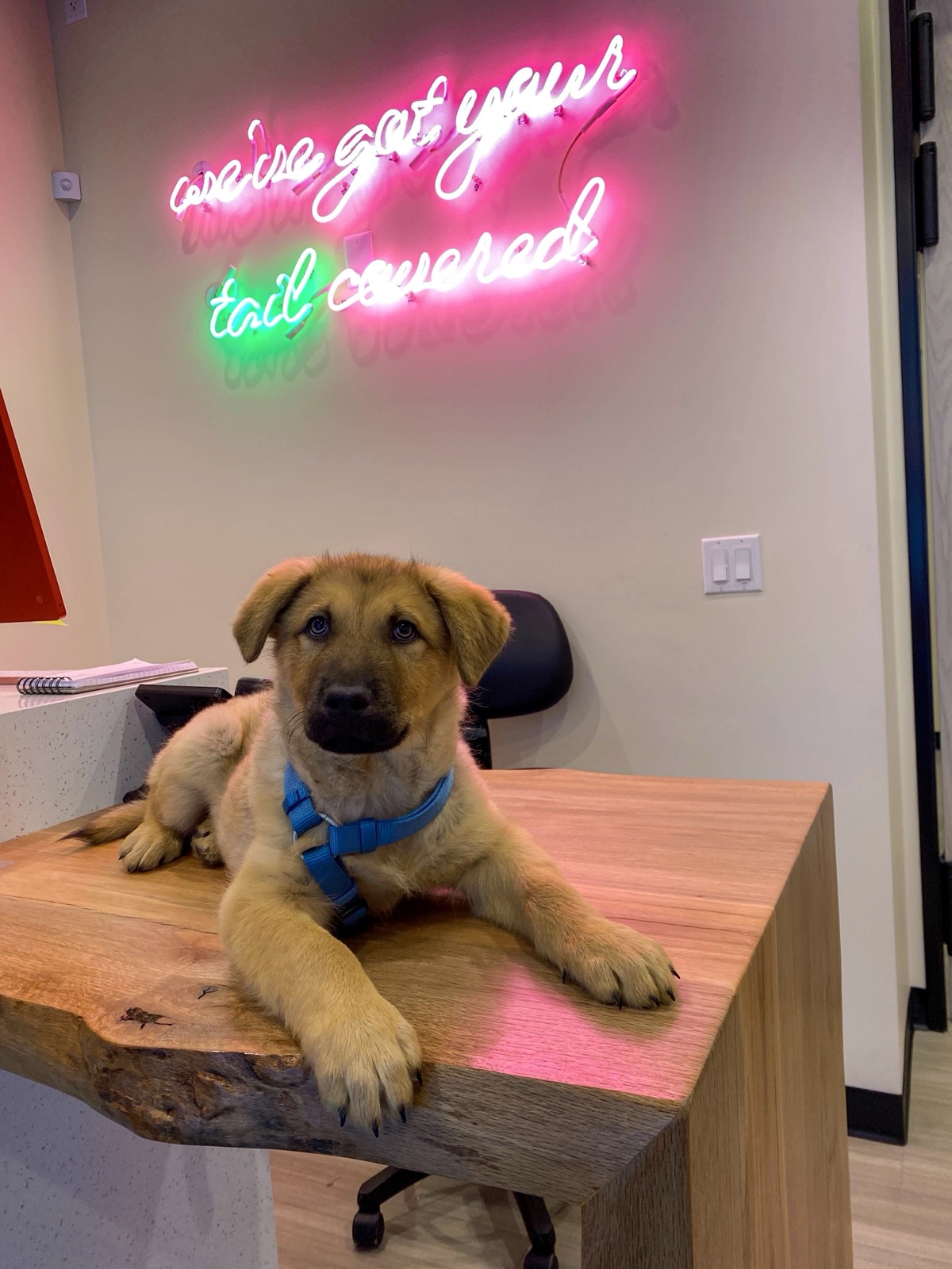 Sploot Highlands clinic interior — shepherd puppy on the live-edge desk under the 'we've got your tail covered' neon