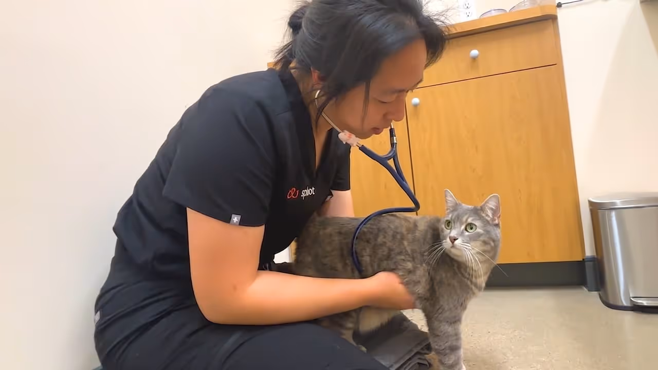 Calypso at Sploot Veterinary Care
