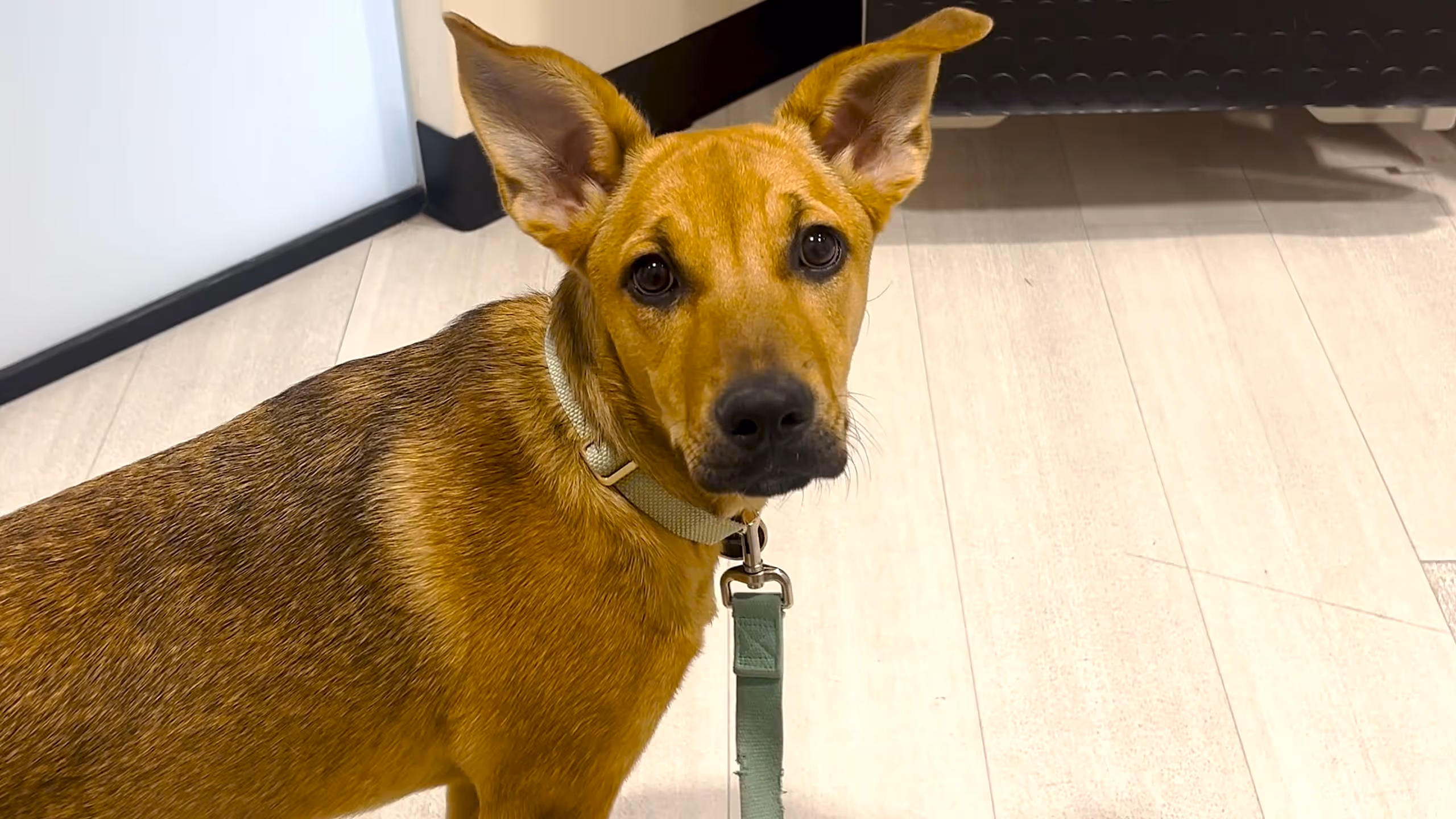 Leyna at Sploot Veterinary Care
