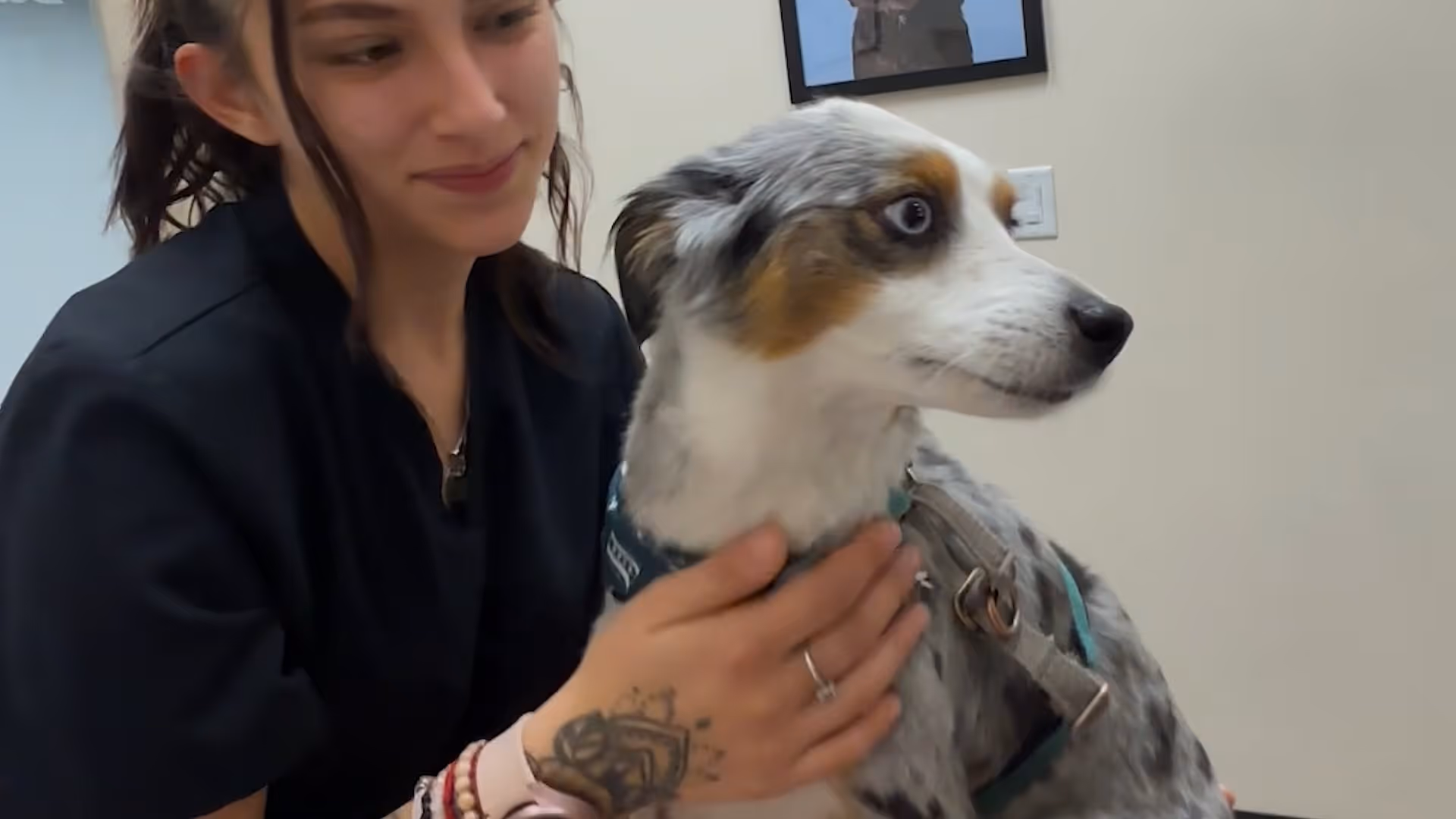Luna at Sploot Veterinary Care