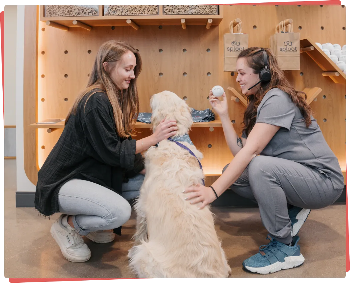 Pet parents petting a golden retriever at Sploot Veterinary Care