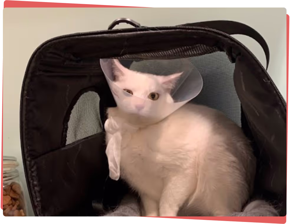 Cat receiving Fear Free care at Sploot Veterinary Care