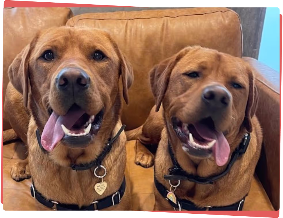 Two Labrador retrievers after care at Sploot Veterinary Care