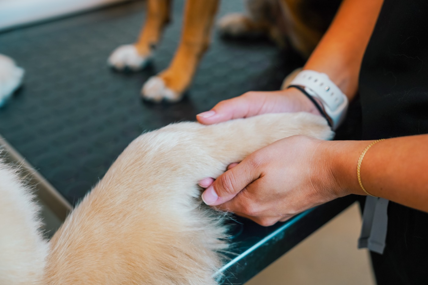 A Sploot vet gently examining a dog's paw during an additional services visit.